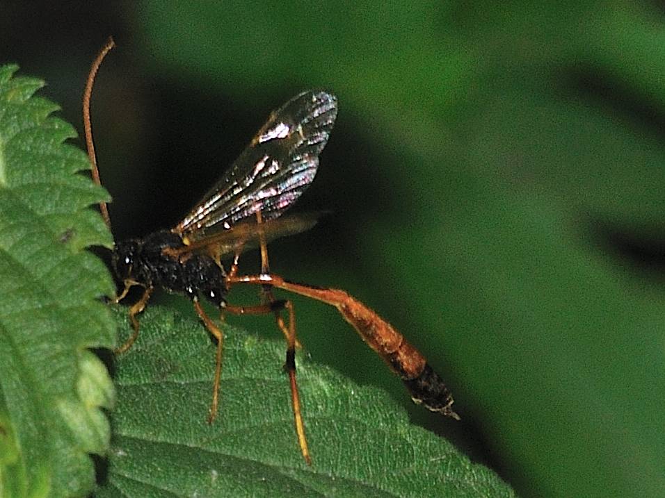 Ichneumonidae (Anomaloninae)